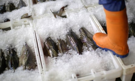 A fish market trader stands on crates of cod as they sit in ice at Peterhead Fish Market.