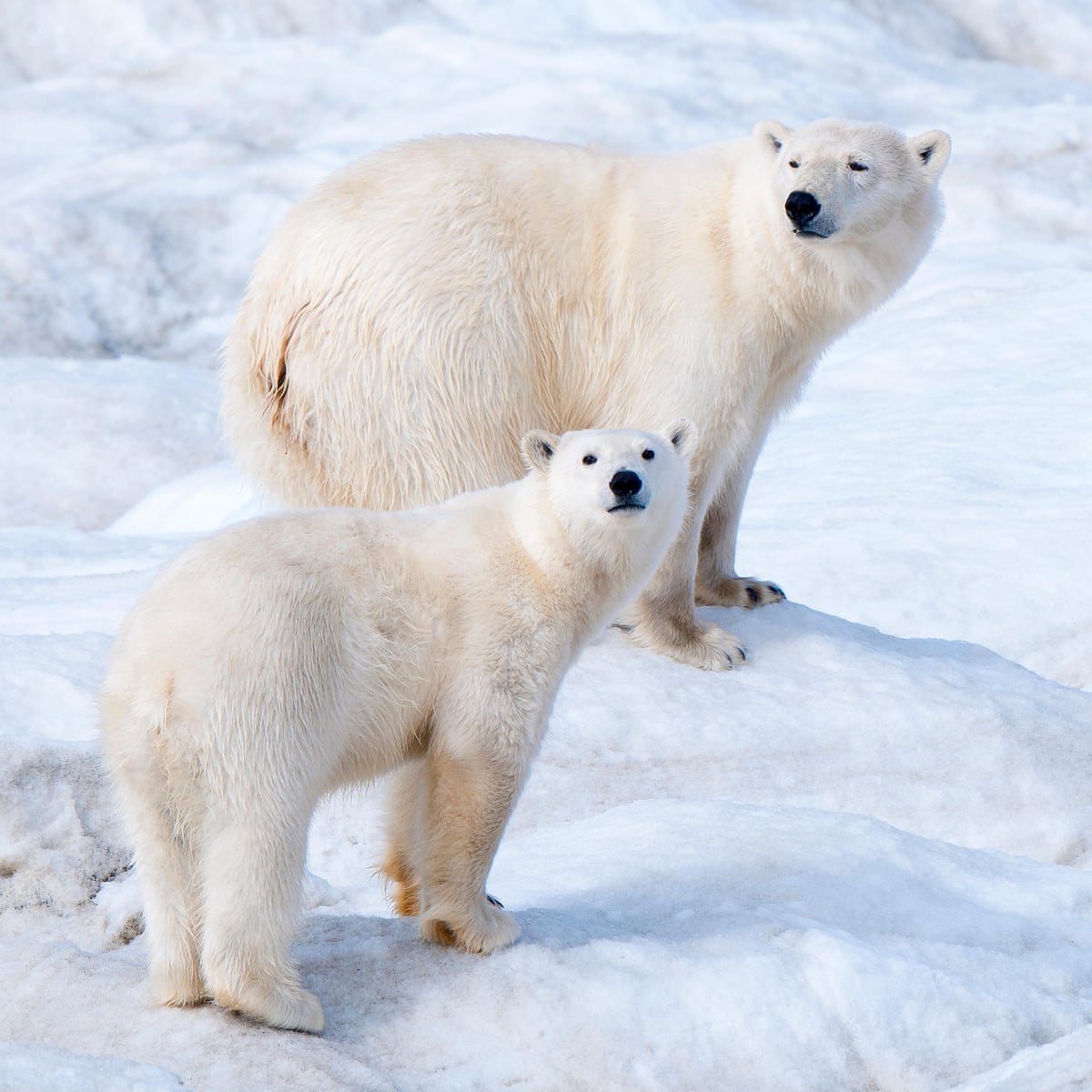 What Polar Bears In A Russian Apartment Block Reveal About The