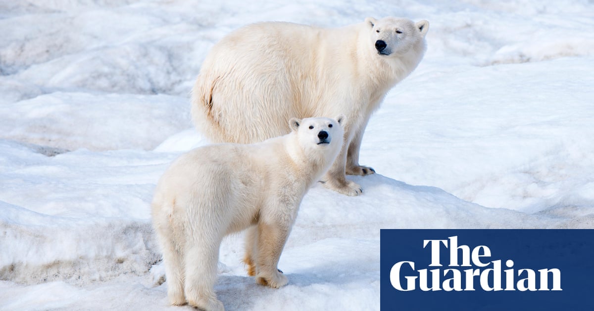 What polar bears in a Russian apartment block reveal about the climate crisis