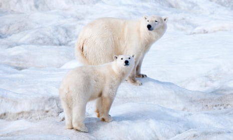 Polar bears in Arctic Russia are losing their sea-ice habitat.