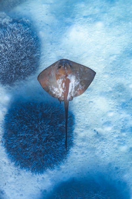 A cowtail stingray glides over bleached coral.