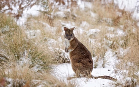 parma wallaby standing upright in snowy grass
