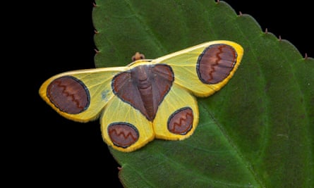 plutodes flavescens, a geometrid moth of borneo