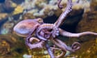Octopuses changing skin pattern while asleep may show they dream, research shows