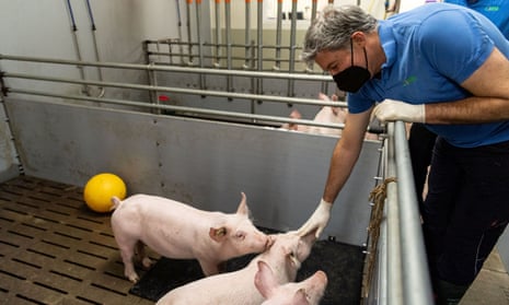 Eckhard Wolf with pigs in at the Badersfeld bog test farm in Oberschleissheim, Germany.
