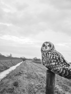 Photographs of birds of prey by photographer Stephen Gill from his book The Pillar published by Nobody books.