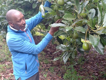 Nyoro, who is 67, puts his hands up to a bushy tree with ripe avocados. He wears a blue zip-up top.