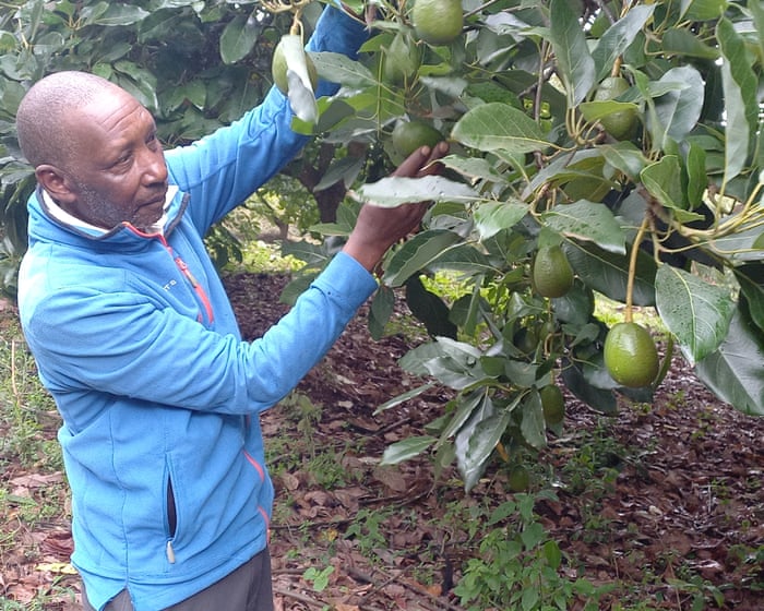‘It helped me feed my six children’: how Africa’s first water fund supports farmers to protect Kenya’s biggest river