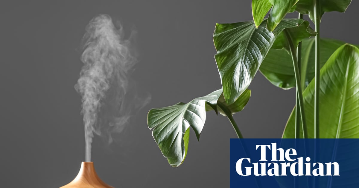 Houseplant hacks: do humidifiers really help houseplants?