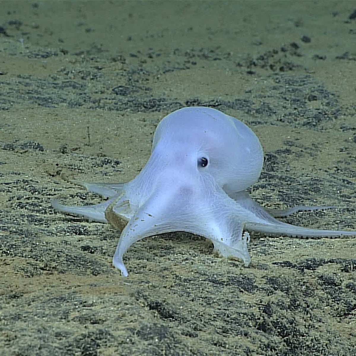 Discovered in the deep: meet Casper the ghostly octopus ...