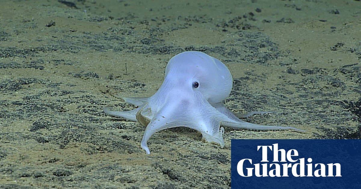 Discovered in the deep: meet Casper the ghostly octopus