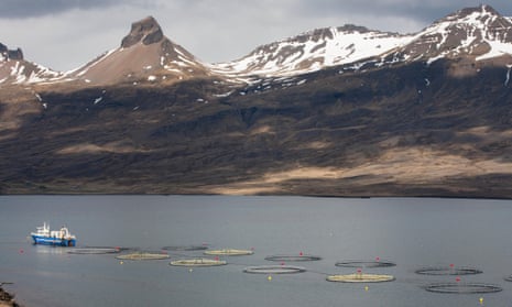 Fish farming in an Icelandic fjord, Iceland. An industry-backed push to increase open net fish farms by five-fold has been met with criticism by campaigners, who believe the move will cause environmental pollution and genetic dilution. 