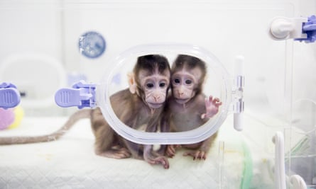 two cloned baby macaques in an incubator or transparent cage in china january 2018