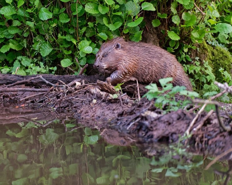 Beavers were welcomed back to the Netherlands. Until they started digging 17m-long tunnels Beavers were welcomed back to the Netherlands. Until they started digging 17m-long tunnels