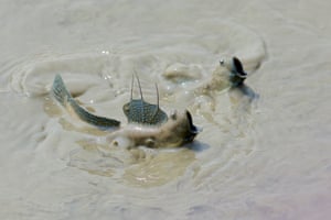 Mudskipper fish in muddy water