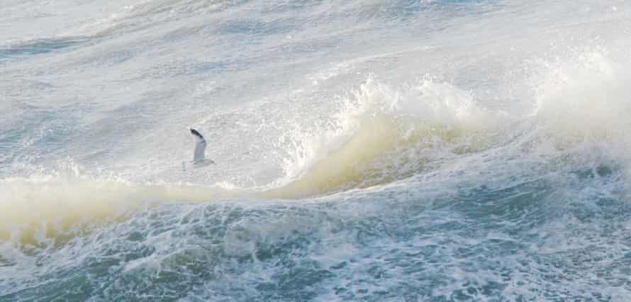 Single Gull, Wave Crests from Sea Journal by Lisa Woollett