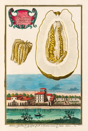 An Early Modern Ode To Citrus Fruit In Pictures Art And Design The Guardian