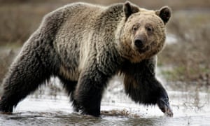 The grizzly bear is one of the animals named in the EPA analysis.