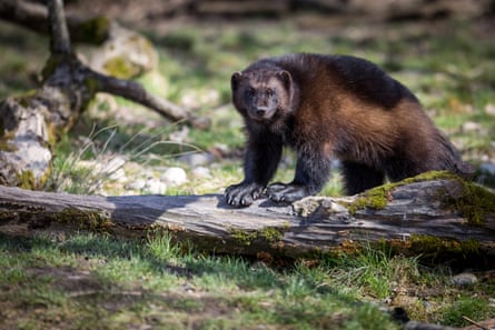 Wolverine in the forest