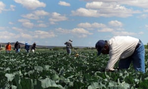 Mexican farm workers