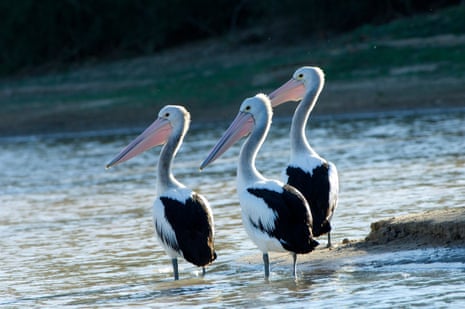 Australian pelicans in South Australia