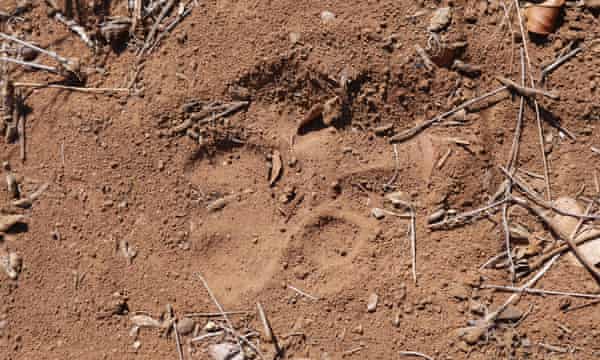 Lion paw-print nel parco nazionale del Limpopo, Mozambico.