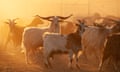 Goats in the sunset
