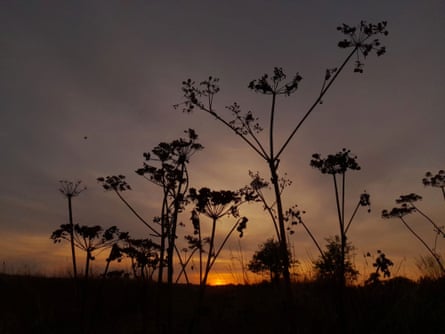 Umbellifers at twlight.