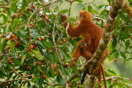 A red leaf monkey, Presbytis rubicunda, and her baby eating strangler figs in Borneo, West Kalimantan, Indonesia.