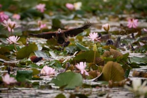 A duck is seen flying over the water lilies during dusk in Edmundo Navarro de Andrade State Forest in Rio Claro city, Sao Paulo, Brazil