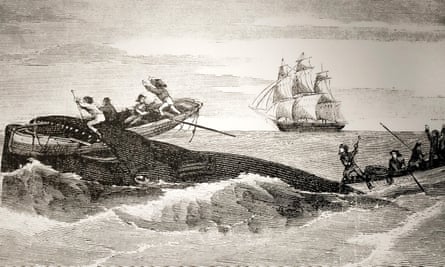 Illustration of a whale defending itself against whaleboat attack, circa 1859.