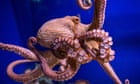 The awe-inspiring intelligence of octopuses – podcast