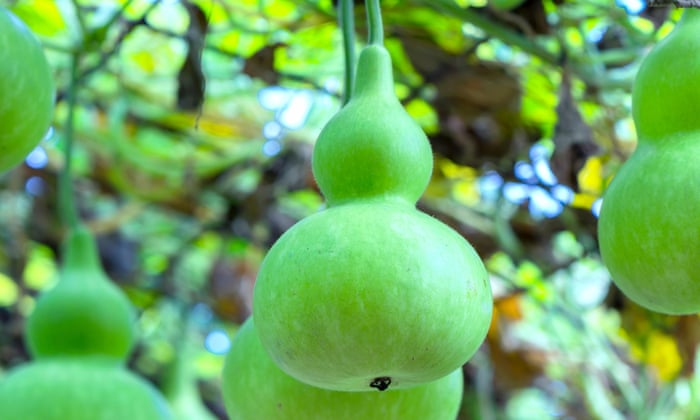 Fruit Trees Home Gardening Apple Cherry Pear Plum: Area Of Fruit Fruit Trees Home Gardening Apple Cherry Pear Plum: Area Of Fruit