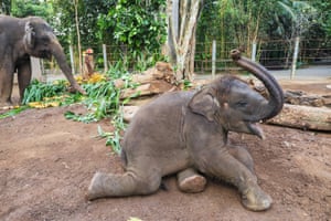 A Sumatran elephant calf reclines while eating at Bali zoo