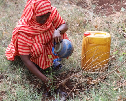 An African woman with a jerry can next to her kneels down to water a sapling from a jug
