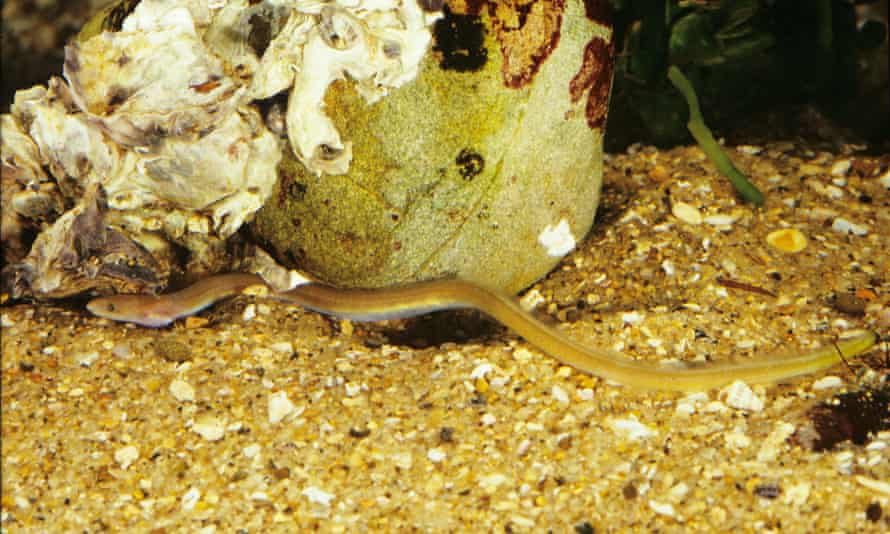Snake Eels Burst Through The Stomach Of Predators In Bid To Escape Being Eaten Alive Animal Behaviour The Guardian Snake Eels Burst Through The Stomach Of Predators In Bid To Escape Being Eaten Alive Animal Behaviour The Guardian