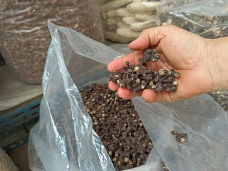 Gil Sa-hyeon holds hovenia dulcis, known as oriental raisin, a key ingredient in hangover remedies.