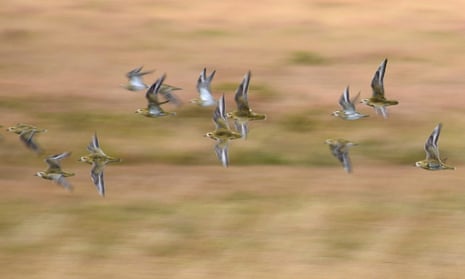 Golden plovers in flight