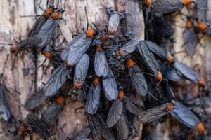 Dark winged insects with orange thoraxes cover a piece of wood