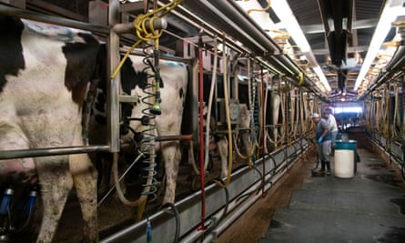 The milking facility at the Schaap’s Highland Dairy.