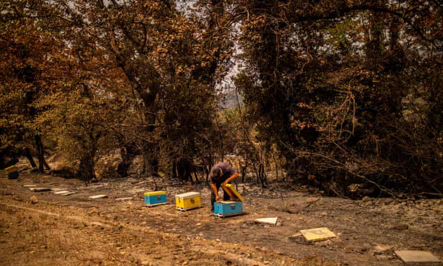 Antonis Vakos checks his beehives near Voutas village on 11 August.