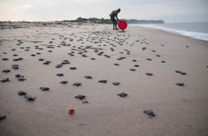 Christian Ndombe, a park ranger, releases baby turtles after incubating the eggs for eight weeks in nests at a hatching centre in Muanda, Democratic Republic of the Congo
