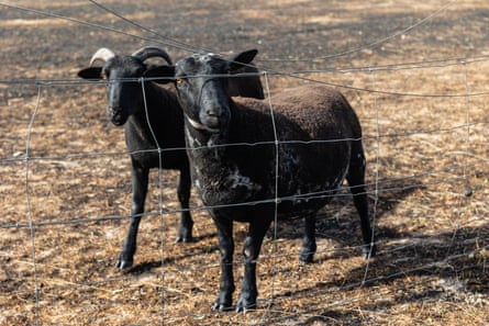 Two blackened sheep