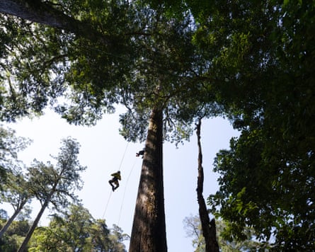 A person hangs from a climbing rope next to the trunk of an enormous tree.