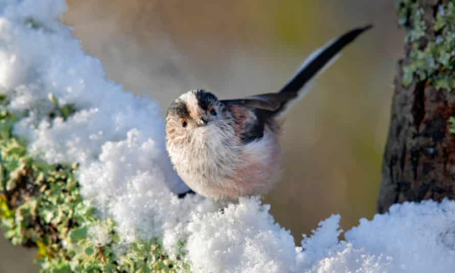 A long-tailed tit