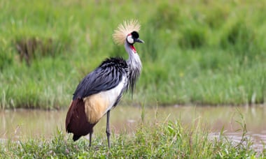 A grey-necked crowned crane stands on the riverbank