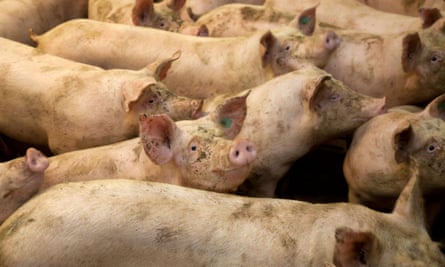 In Asia, the widespread use of the antibiotic colistin as a growth promoter in pigs encouraged the evolution of resistant strains which have spread to humans.