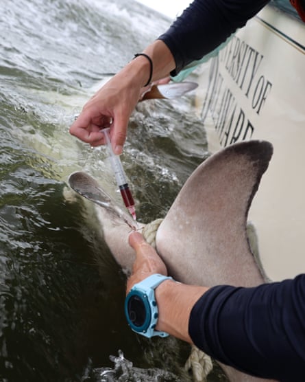 A syringe of blood is taken from a shark by someone leaning over the side of a boat.