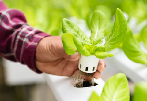 Hydroponics can take up less space than regular gardening, making it a good option for small spaces.