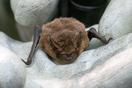 A soprano pipistrelle bat in a gloved hand.
